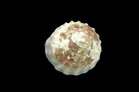 藏品(銀塔鐘螺)的圖片